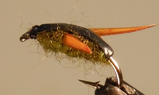 Water Boatman