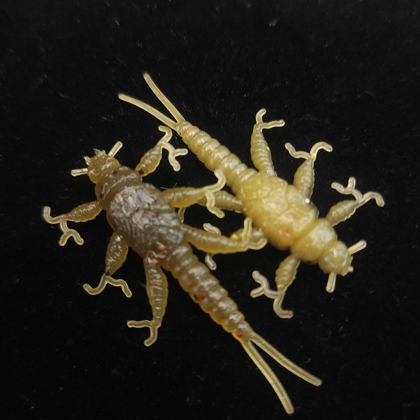Jar of 1.5" Inch Stonefly Larvae "The Morelkin"