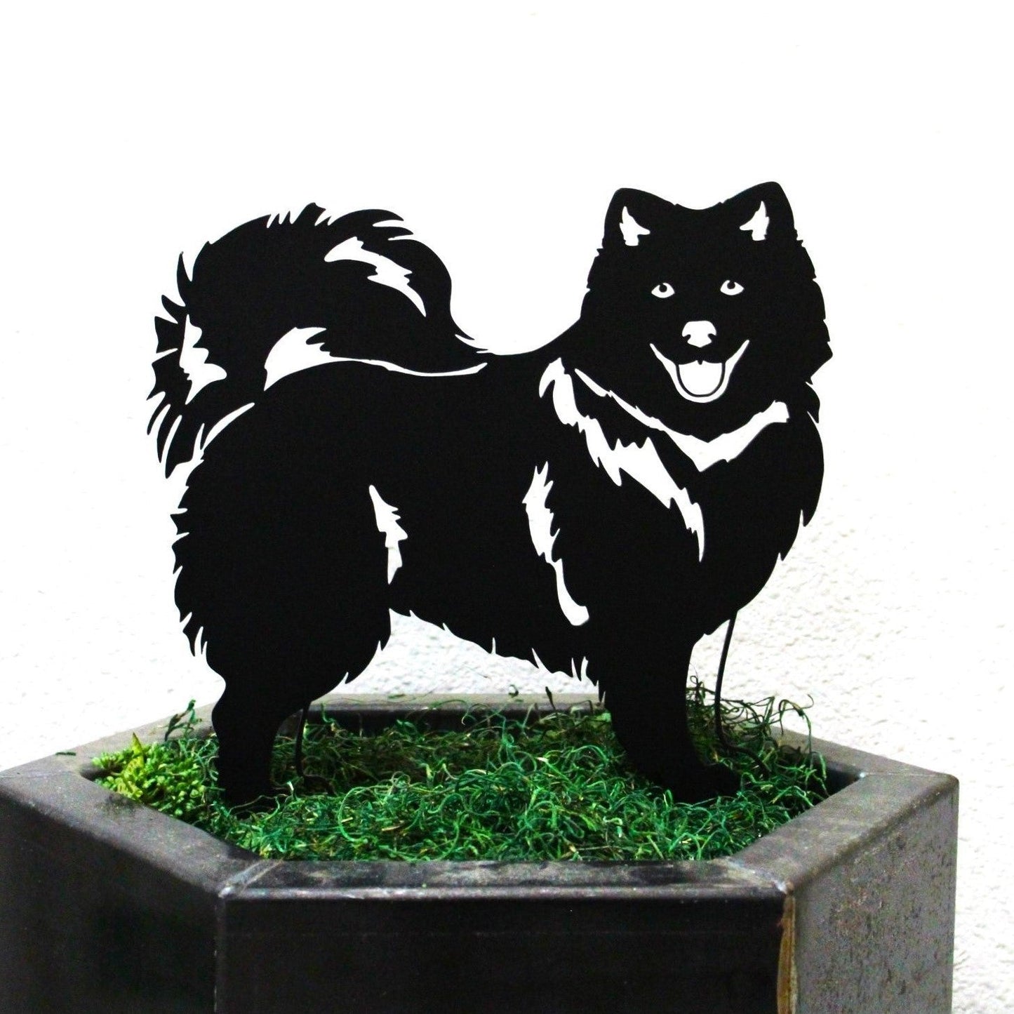 Japanese Spitz