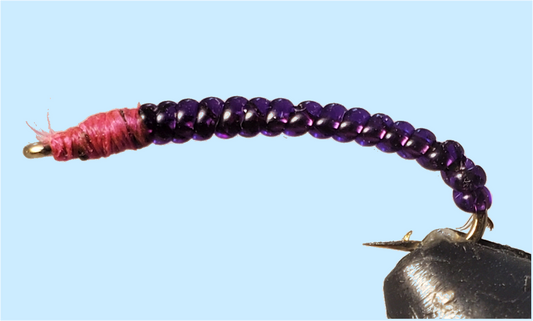 Rock Worm / Annelid - Red or Purple
